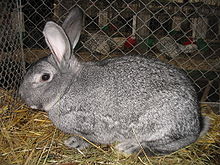 Standard Chinchilla Rabbits